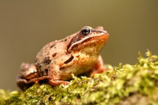 Grasfrosch Rana temporaria