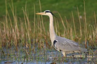 Graureiher Ardea cinerea