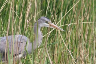 Graureiher Ardea cinerea