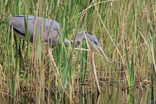 Graureiher Ardea cinerea