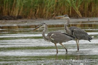 Graureiher Ardea cinerea