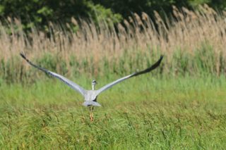 Graureiher Ardea cinerea