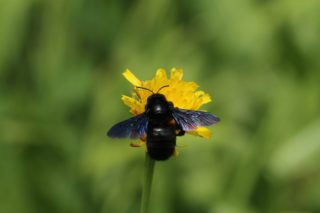 Blaue Holzbiene Xylocopa violacea