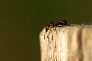 Rote Waldameise - Formica rufa