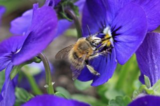 Gemeine Pelzbiene Anthophora plumipes