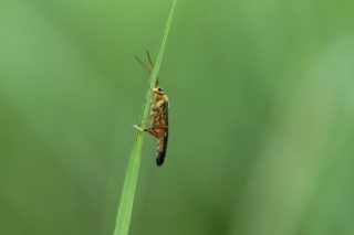 Unbekanntes Insekt
