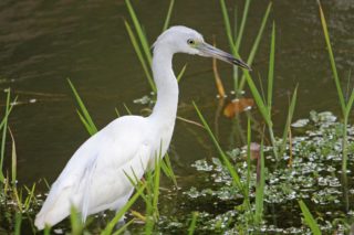 Kleiner blauer Reiher Egretta caerulea juv.