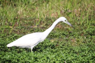 Kleiner blauer Reiher Egretta caerulea juv.