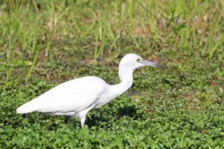 Kleiner blauer Reiher Egretta caerulea juv.