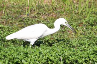 Kleiner blauer Reiher Egretta caerulea juv.