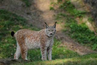 Luchse Lynx 