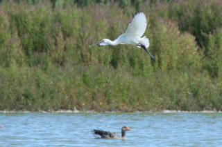 Löffler Löffelreiher Platalea leucorodia