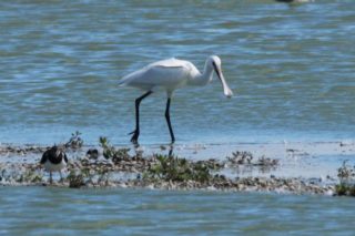 Löffler Löffelreiher Platalea leucorodia