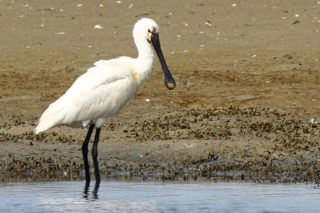 Löffler Löffelreiher Platalea leucorodia