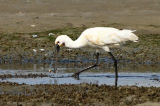 Löffler Löffelreiher Platalea leucorodia