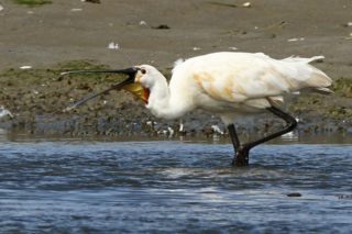 Löffler Löffelreiher Platalea leucorodia