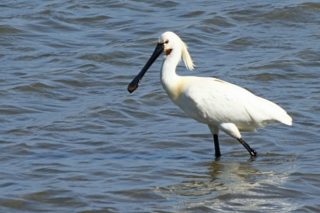 Löffler Löffelreiher Platalea leucorodia