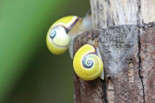Polymita-Landgehäuseschnecken Cuba endemisch Gastropoda