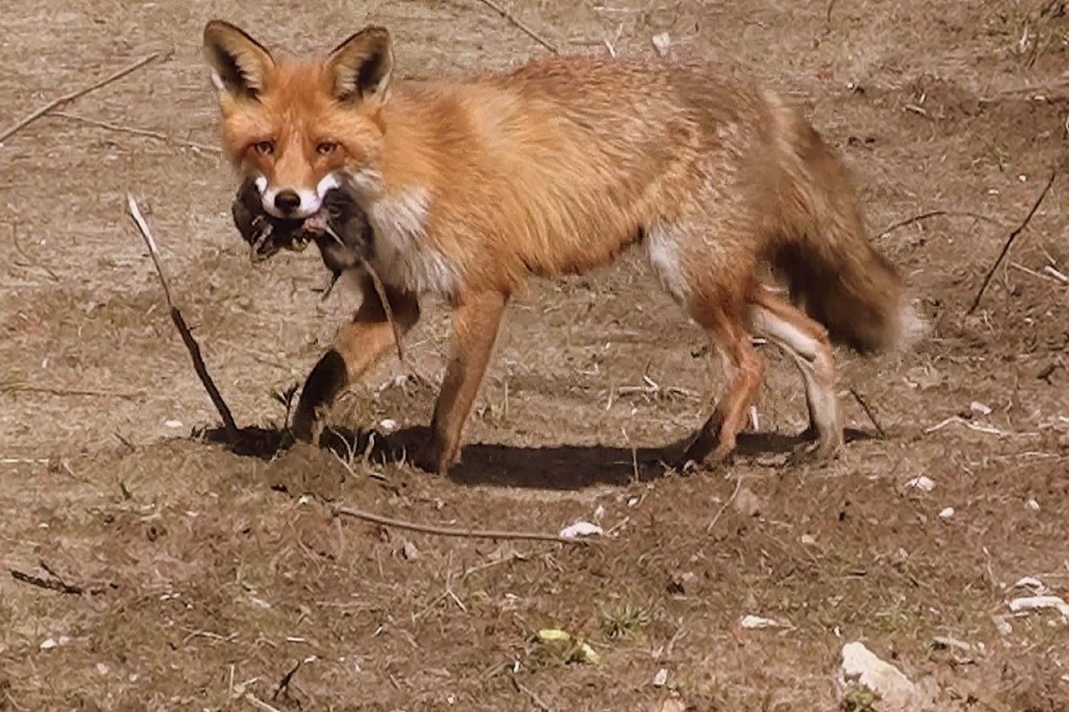 Rotfuchs Vulpes vulpes