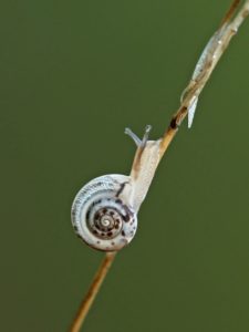 Schnecken Gastropoda