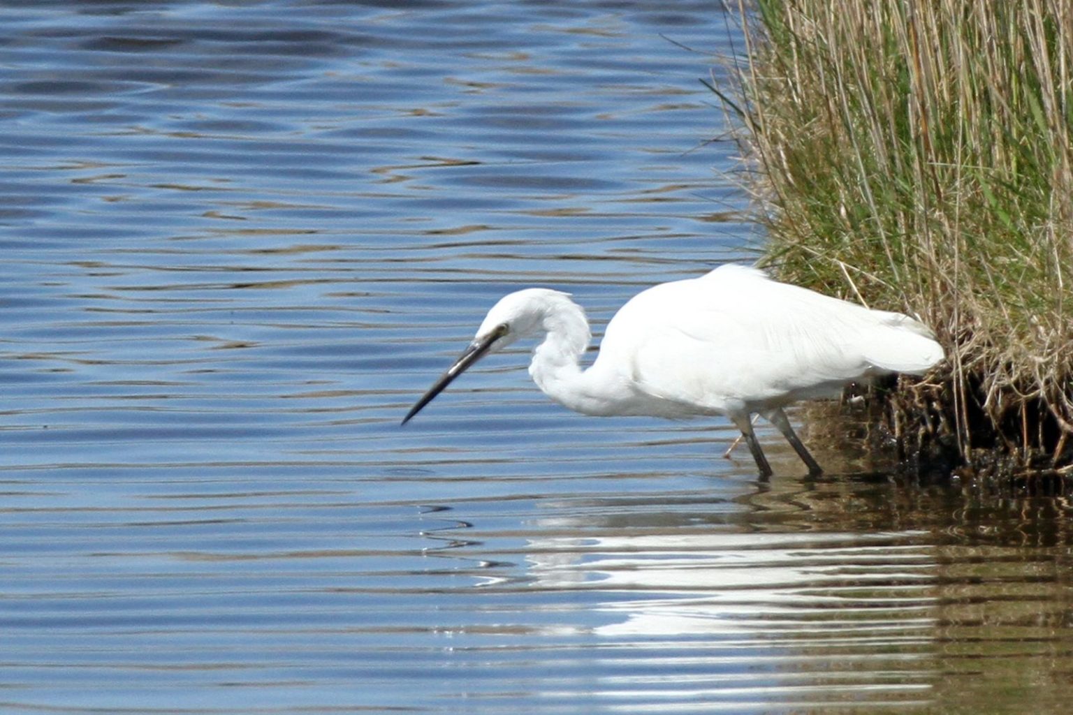 Seidenreiher Egretta garzetta