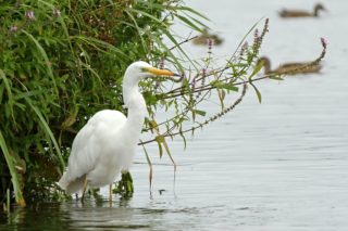 Silberreiher Ardea alba