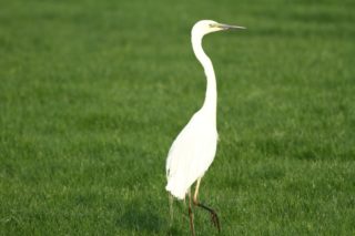 Silberreiher Ardea alba