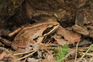 Springfrosch Rana dalmatina