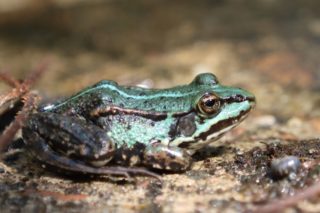 Teichfrosch Pelophylax esculentus