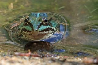 Teichfrosch Pelophylax esculentus blaue Farbanomalie