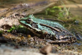 Teichfrosch Pelophylax esculentus blaue Farbanomalie