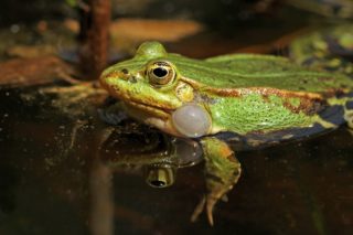 Teichfrosch Pelophylax esculentus