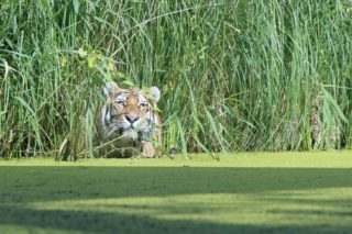 Tiger Panthera tigris