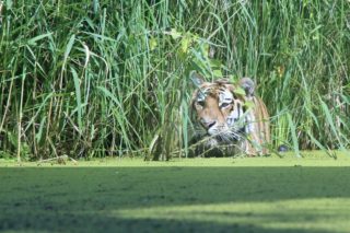 Tiger Panthera tigris