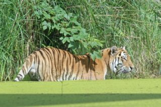 Tiger Panthera tigris