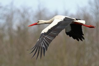 Weißstorch Ciconia ciconia