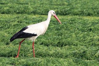 Weißstorch Ciconia ciconia