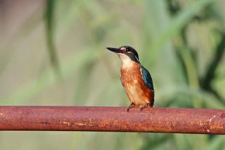 Alcedo atthis