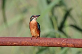 Alcedo atthis