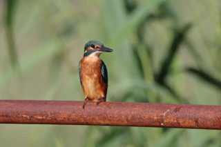 Alcedo atthis