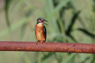 Alcedo atthis