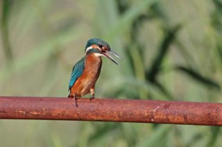 Eisvogel Alcedo atthis