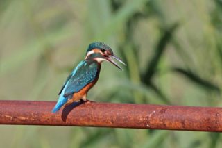 Eisvogel Alcedo atthis