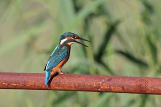 Eisvogel Alcedo atthis