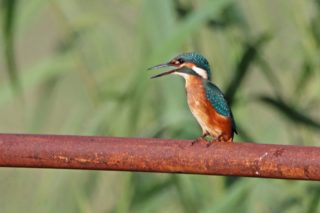 Eisvogel Alcedo atthis