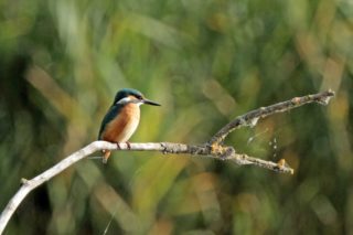 Eisvogel Alcedo atthis