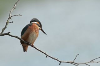 Eisvogel Alcedo atthis