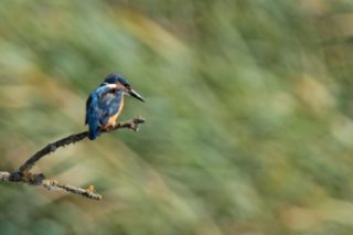 Eisvogel Alcedo atthis