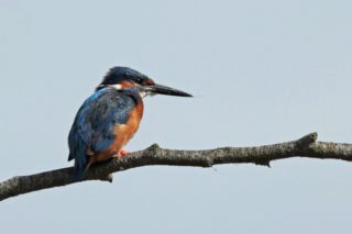 Eisvogel Alcedo atthis