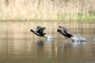 Blässhuhn Fulica atra